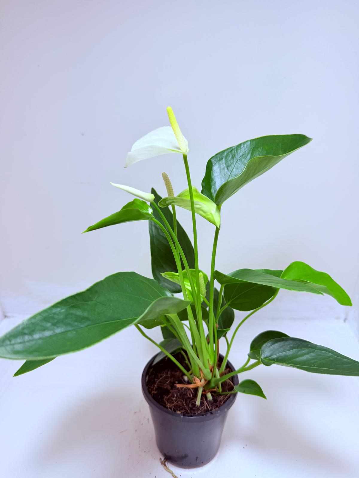 Buy Anthurium Eclyps | Exotic Indoor Plant