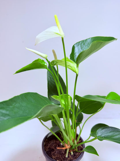 Buy Anthurium Eclyps | Exotic Indoor Plant