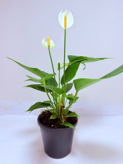 Buy Anthurium Banderola White | White Flowering Anthurium