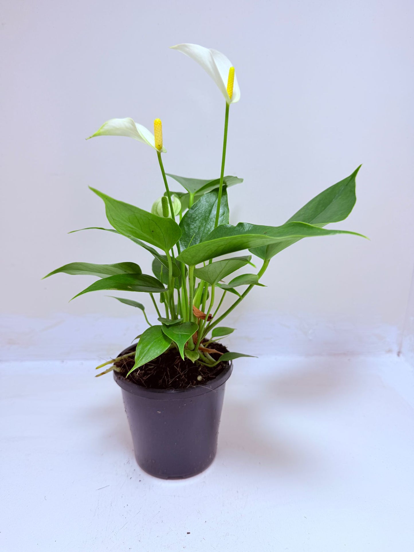 Buy Anthurium Banderola White | White Flowering Anthurium