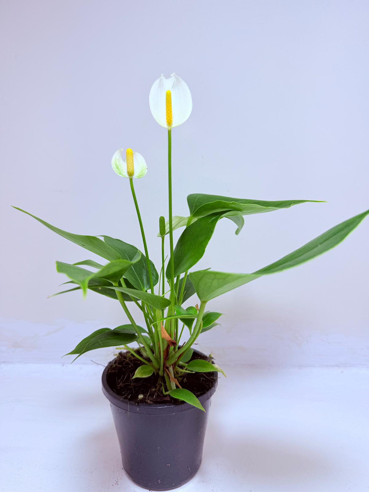 Buy Anthurium Banderola White | White Flowering Anthurium