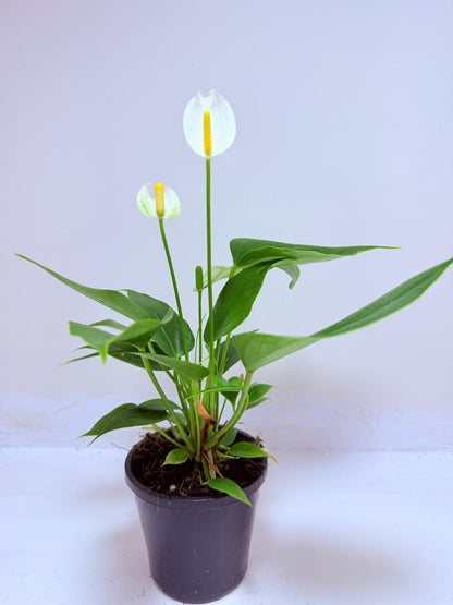 Buy Anthurium Banderola White | White Flowering Anthurium