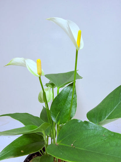 Buy Anthurium Banderola White | White Flowering Anthurium