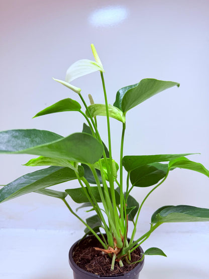 Buy Anthurium Eclyps | Exotic Indoor Plant