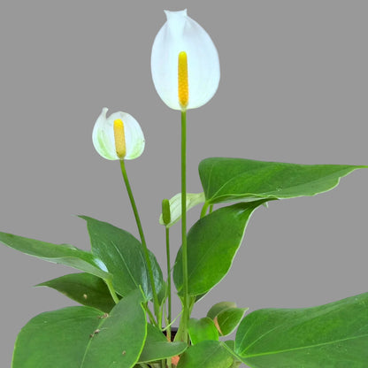 Buy Anthurium Banderola White | White Flowering Anthurium