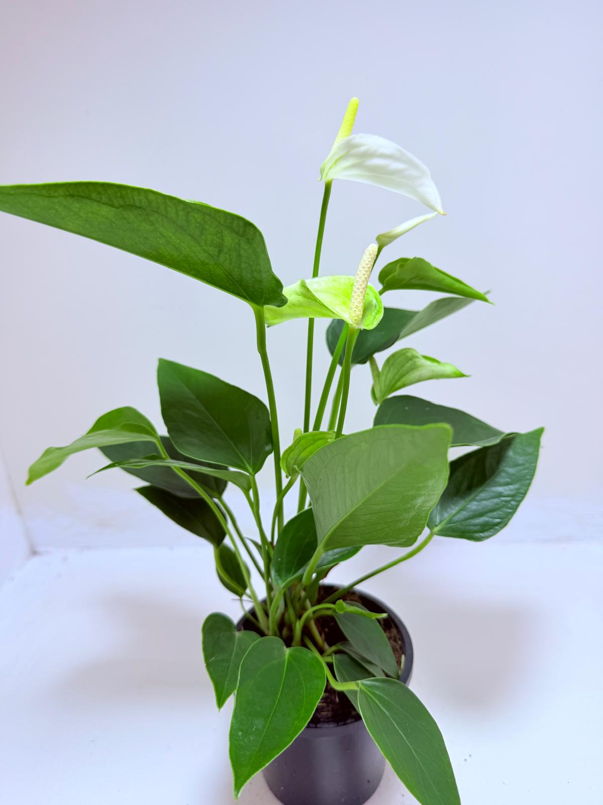 Buy Anthurium Eclyps | Exotic Indoor Plant