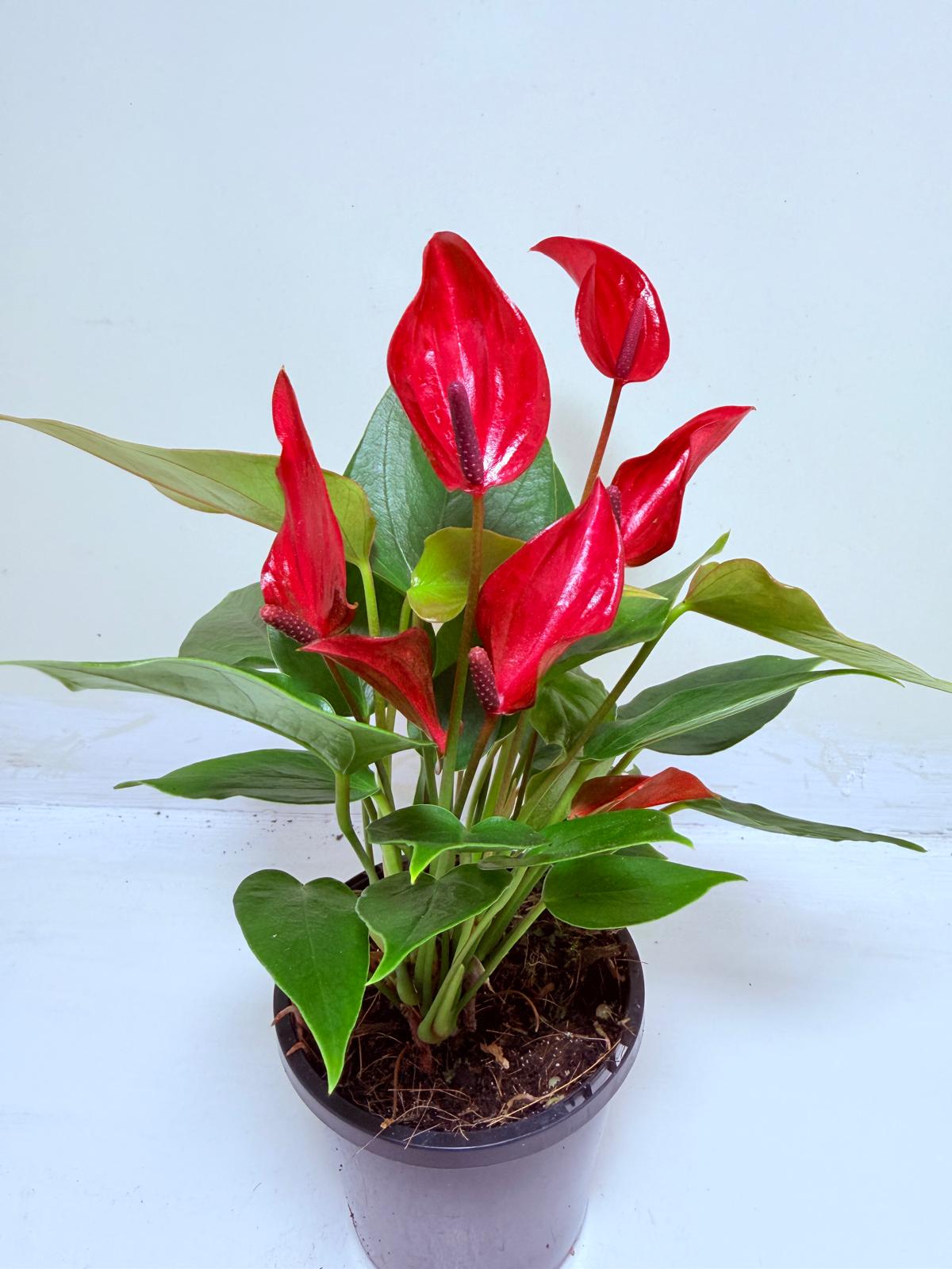 Buy Anthurium Banderola Lava | Statement Indoor Plant