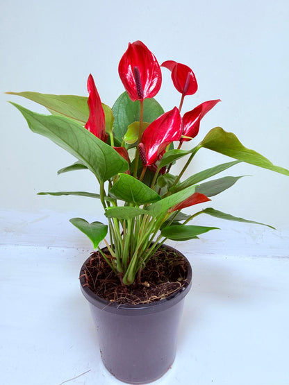 Buy Anthurium Banderola Lava | Statement Indoor Plant