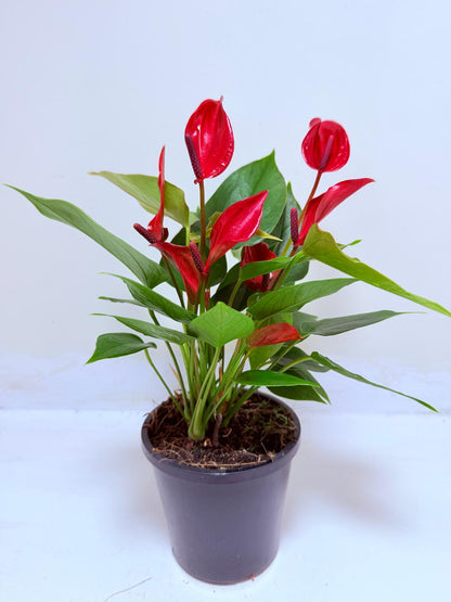 Buy Anthurium Banderola Lava | Statement Indoor Plant