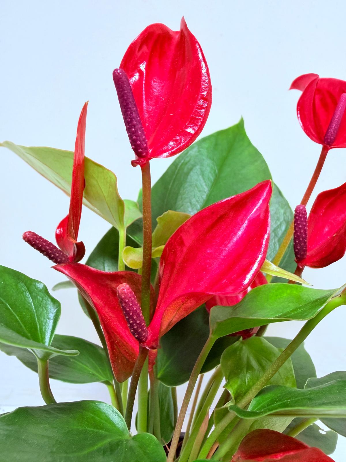 Buy Anthurium Banderola Lava | Statement Indoor Plant