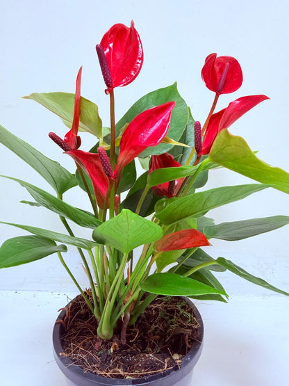 Buy Anthurium Banderola Lava | Statement Indoor Plant
