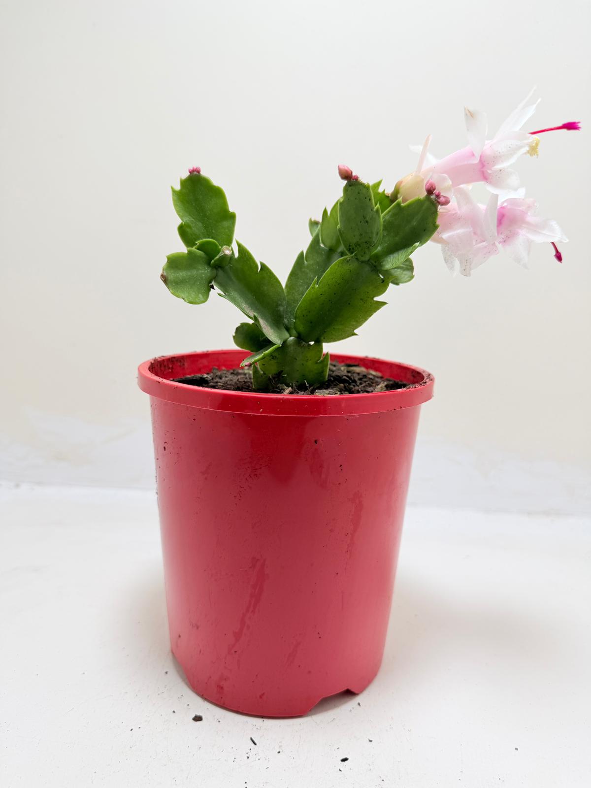 Zygo Cactus Livia - Flowering Indoor Plant