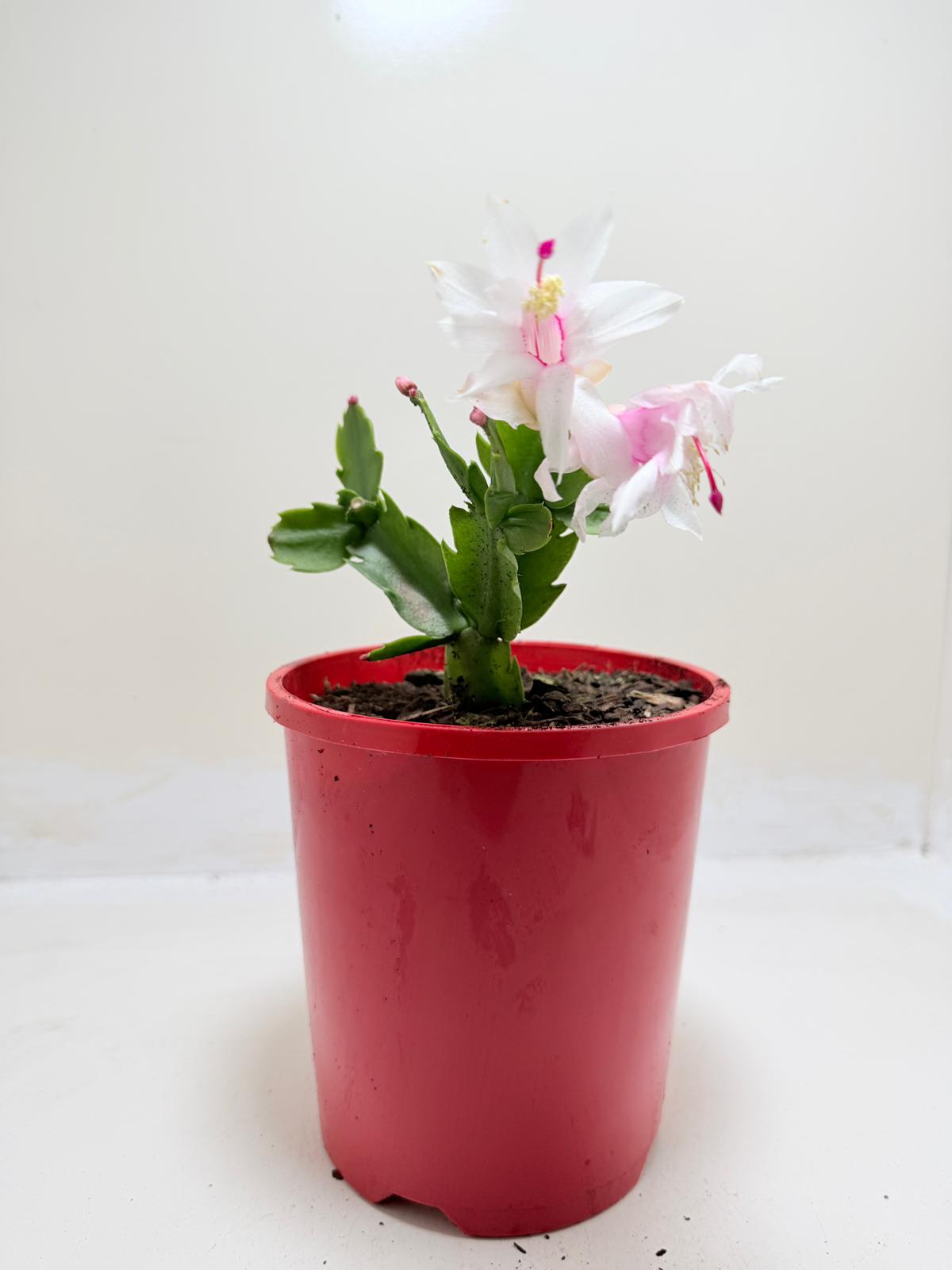 Zygo Cactus Livia - Flowering Indoor Plant