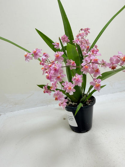 Buy Oncidium Twinkle Tsiku Marguerite Chain | Orchid