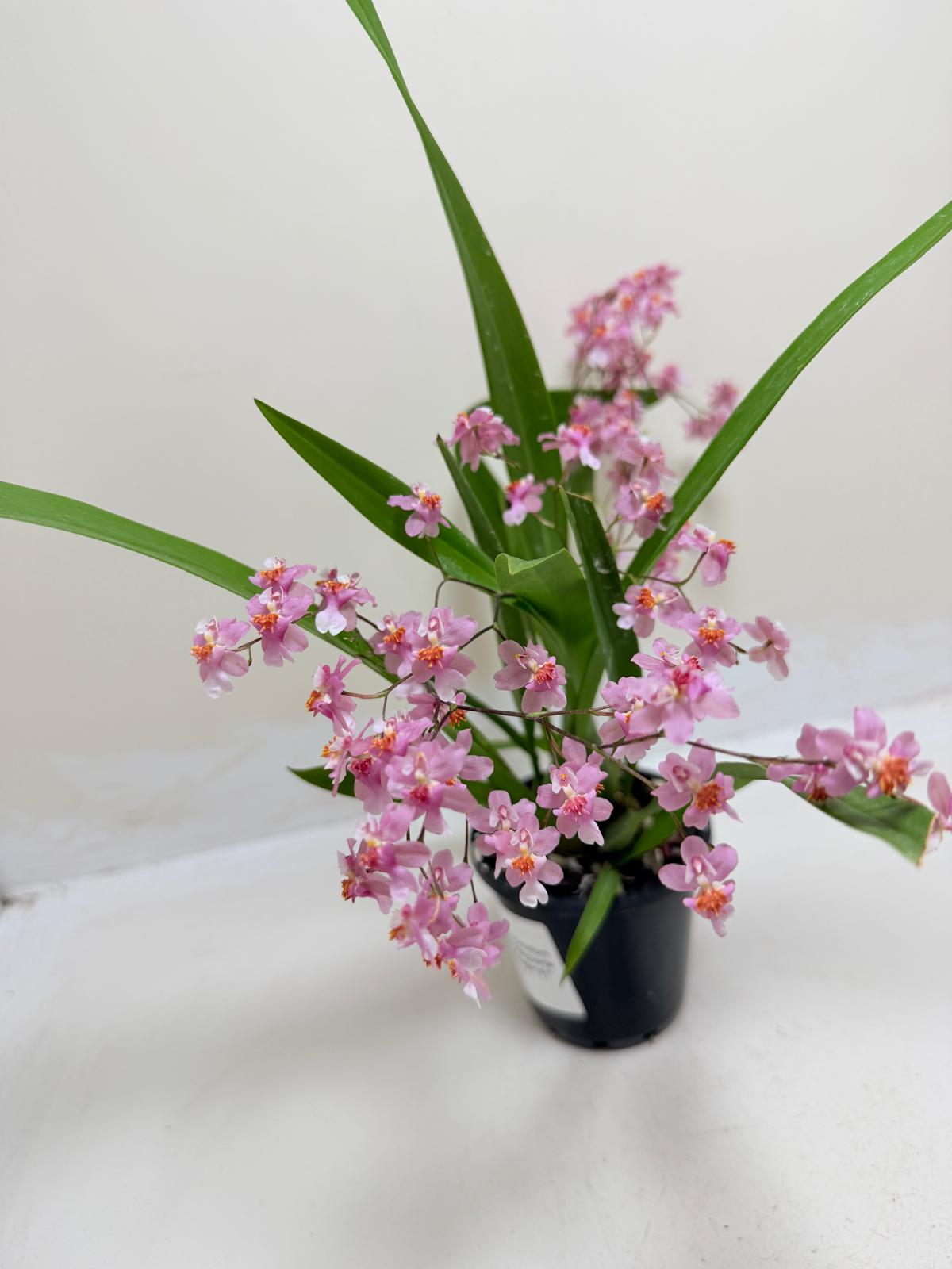 Buy Oncidium Twinkle Tsiku Marguerite Chain | Orchid