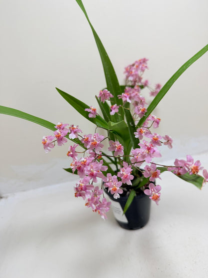 Buy Oncidium Twinkle Tsiku Marguerite Chain | Orchid