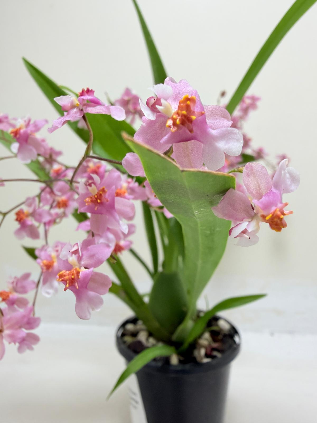 Buy Oncidium Twinkle Tsiku Marguerite Chain | Orchid