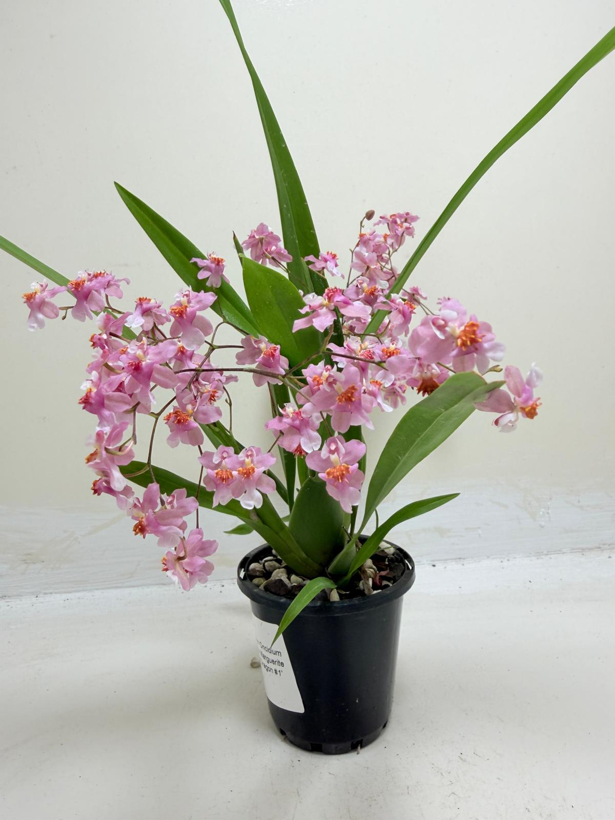 Buy Oncidium Twinkle Tsiku Marguerite Chain | Orchid