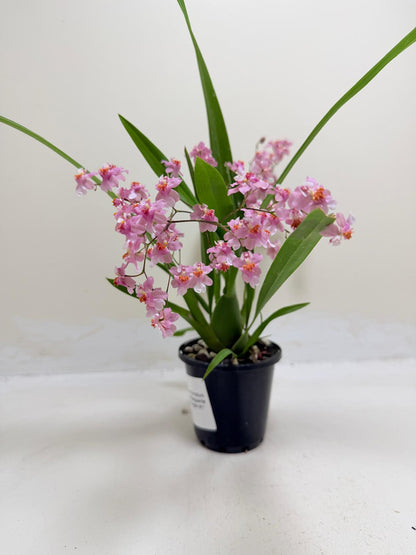 Buy Oncidium Twinkle Tsiku Marguerite Chain | Orchid