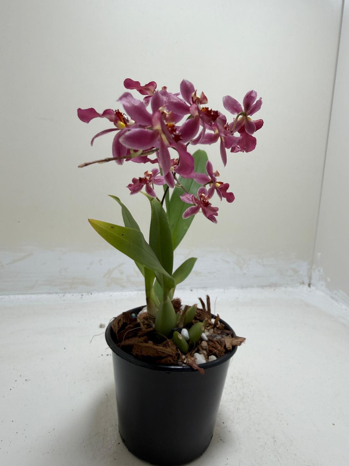 Buy Bptcdm. Possum Woolf | Orchid Plant