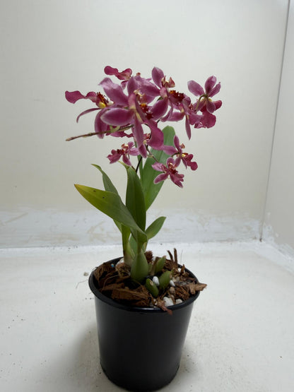 Buy Bptcdm. Possum Woolf | Orchid Plant