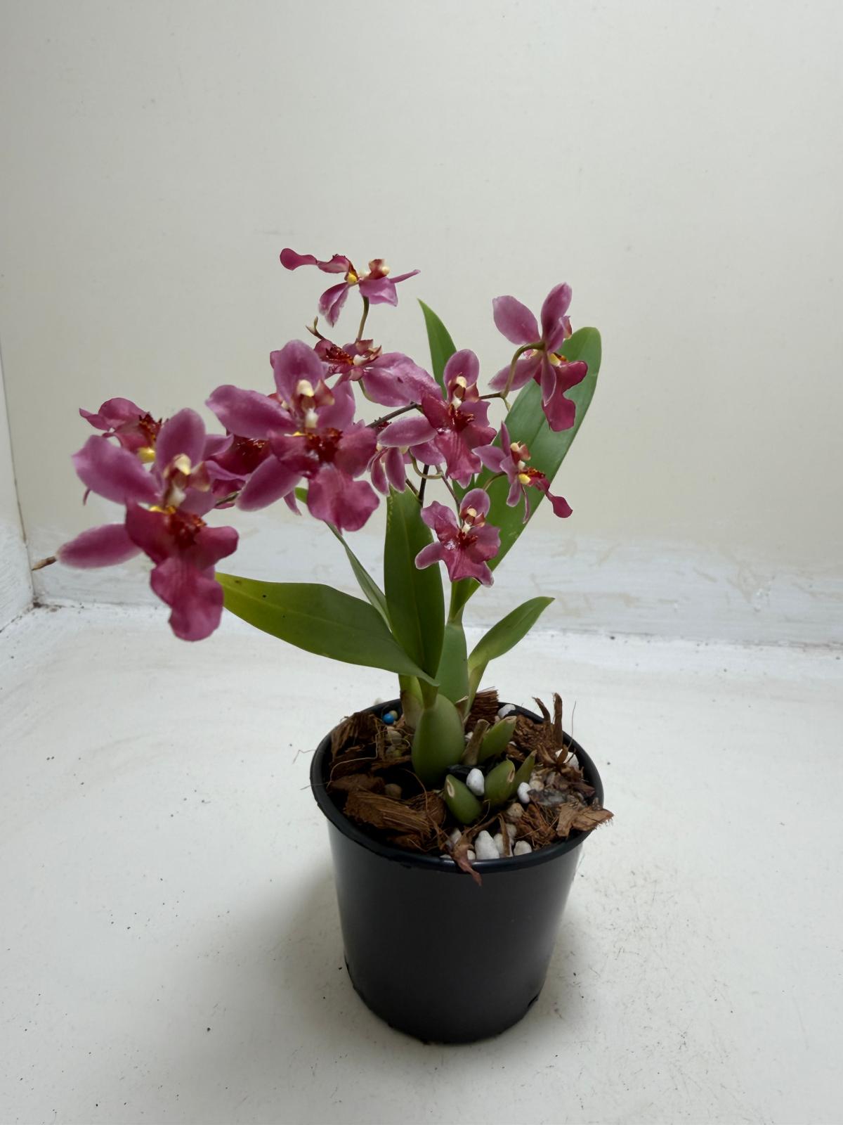 Buy Bptcdm. Possum Woolf | Orchid Plant