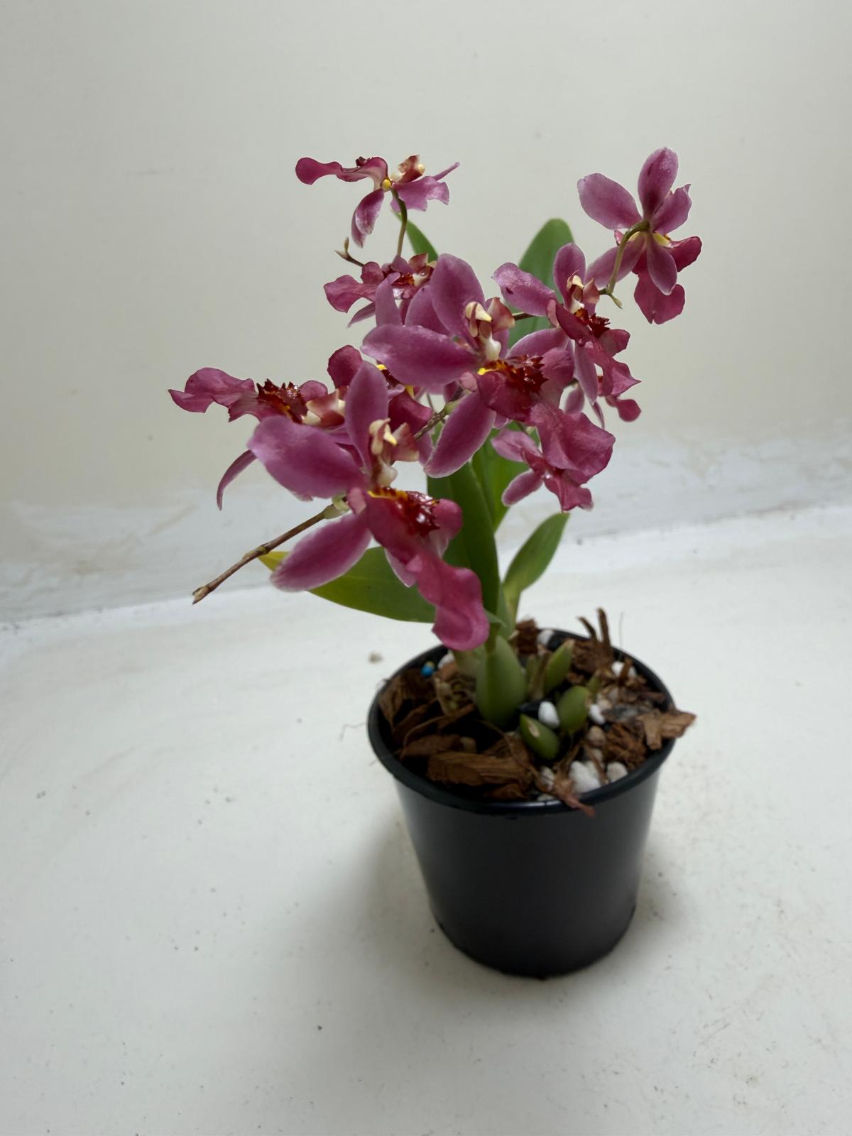 Buy Bptcdm. Possum Woolf | Orchid Plant