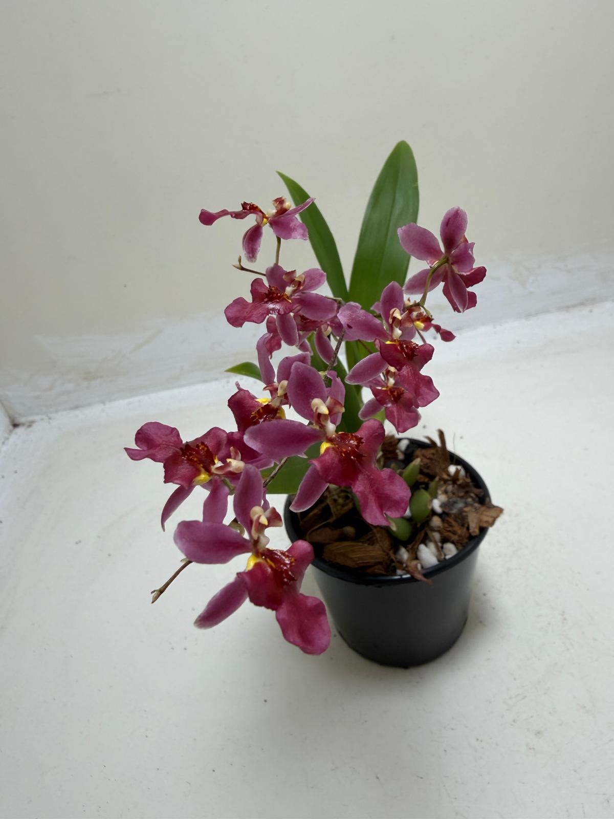 Buy Bptcdm. Possum Woolf | Orchid Plant