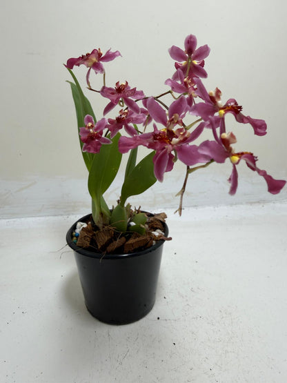 Buy Bptcdm. Possum Woolf | Orchid Plant