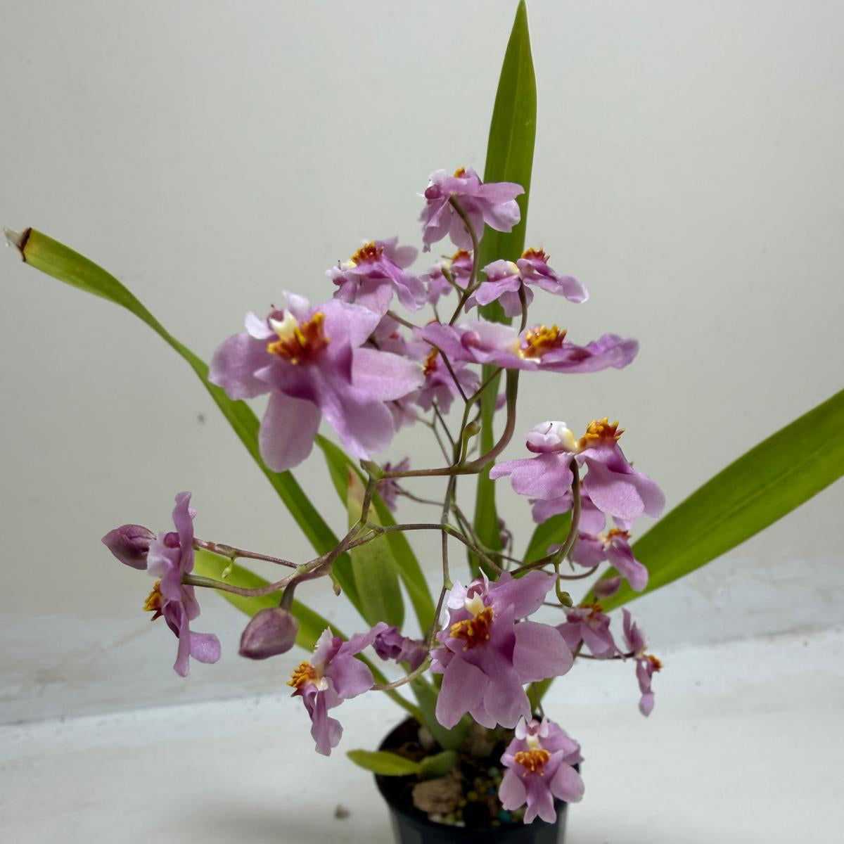 Oncidium Tsiku Marguerite | Easy Care Orchid