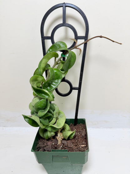 Buy Hoya Carnosa Compacta | Easy Care Houseplant-130mm My Store