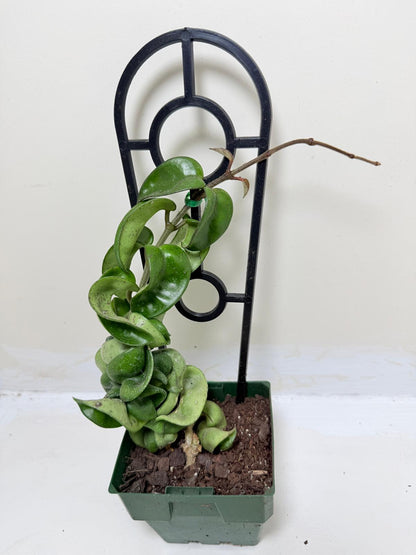 Buy Hoya Carnosa Compacta | Easy Care Houseplant-130mm My Store