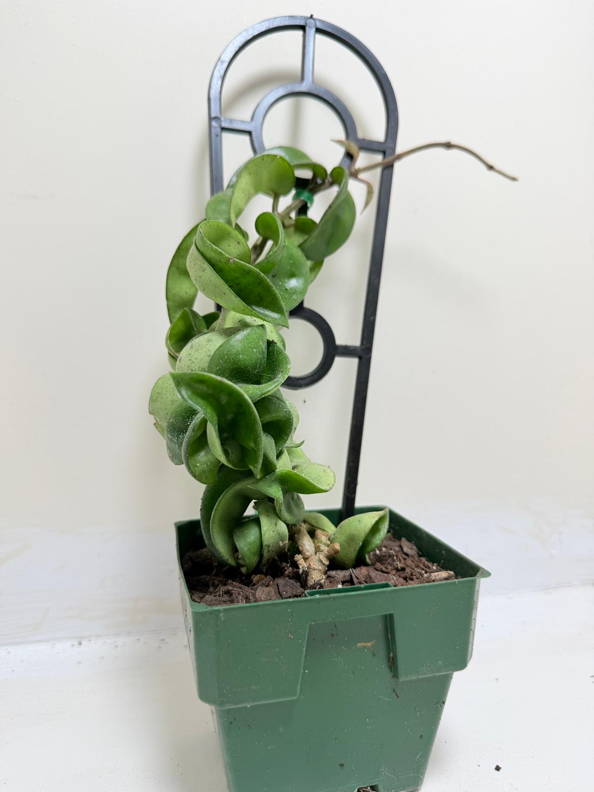 Buy Hoya Carnosa Compacta | Easy Care Houseplant-130mm My Store