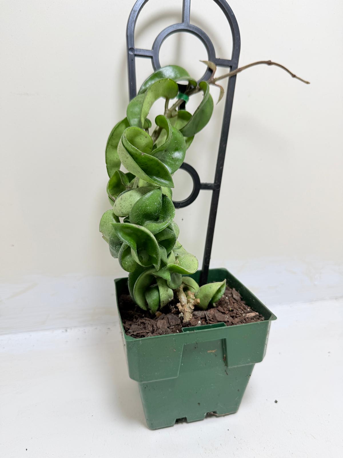 Buy Hoya Carnosa Compacta | Easy Care Houseplant-130mm My Store