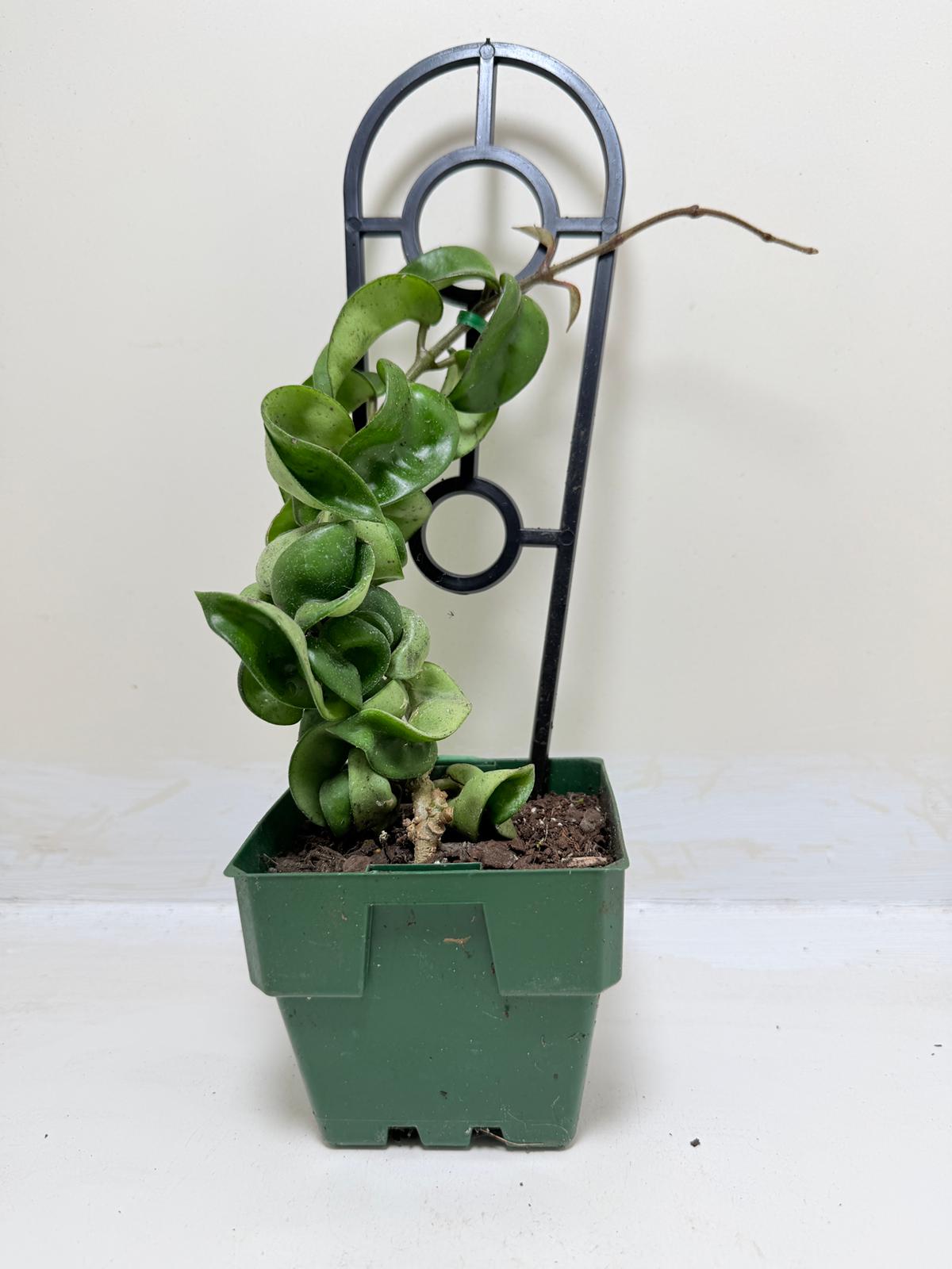 Buy Hoya Carnosa Compacta | Easy Care Houseplant-130mm My Store
