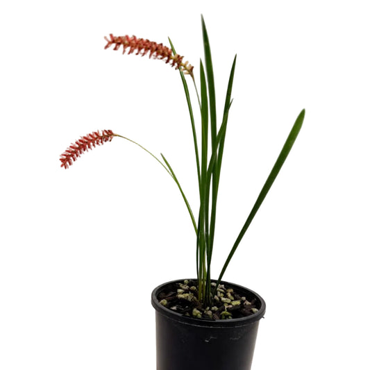 Dendrochilum Wenzelii 'Red' – Collectable Orchid 100mm Succulents World