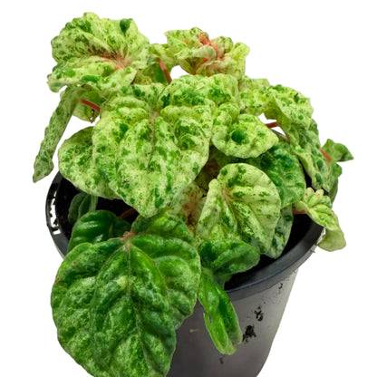 Peperomia 'Camouflage' – Unique Patterned Indoor Plant | 100mm Succulents World