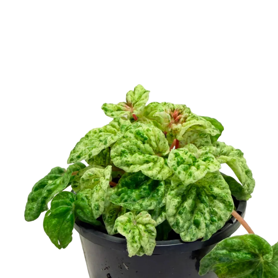 Peperomia 'Camouflage' – Unique Patterned Indoor Plant | 100mm Succulents World