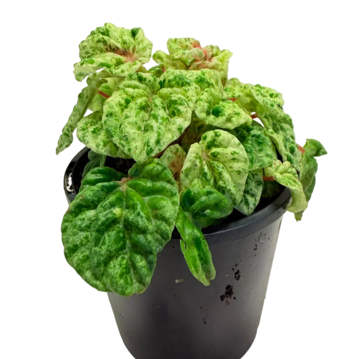 Peperomia 'Camouflage' – Unique Patterned Indoor Plant | 100mm Succulents World
