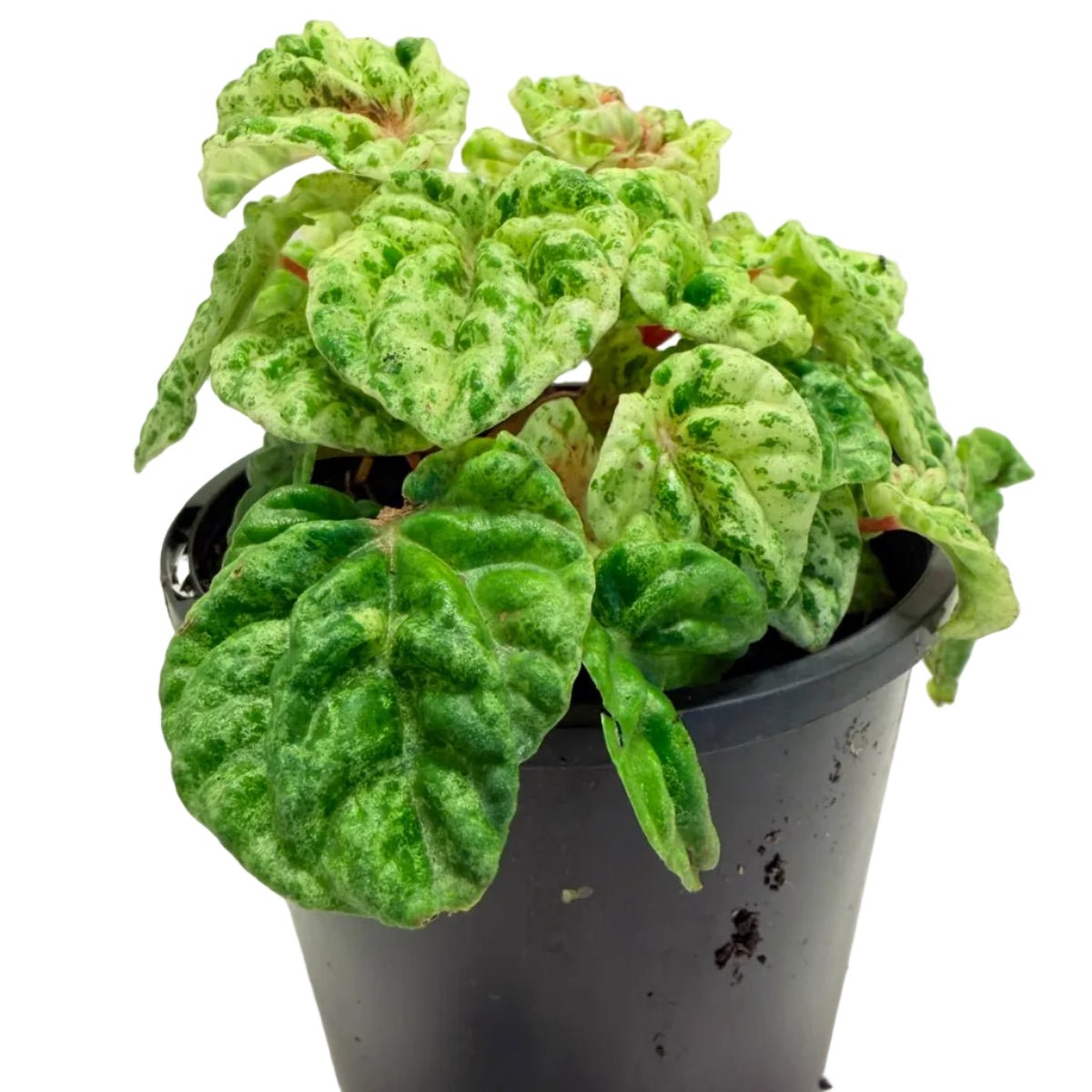Peperomia 'Camouflage' – Unique Patterned Indoor Plant | 100mm Succulents World