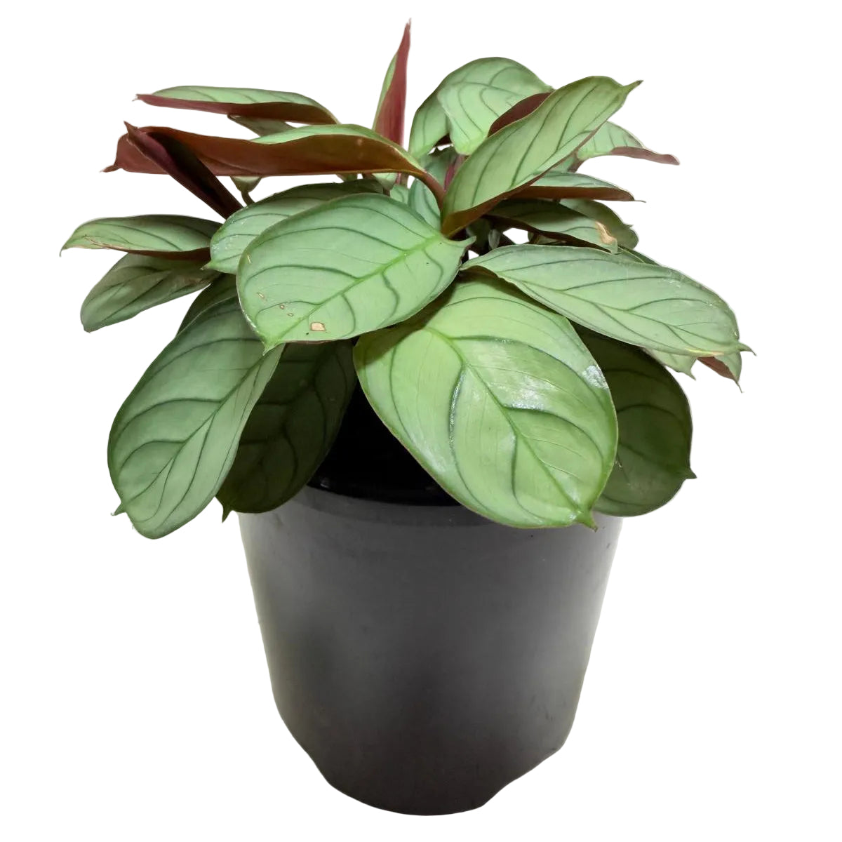 Ctenanthe 'Amagris' – Patterned Indoor Plant 100mm Succulents World