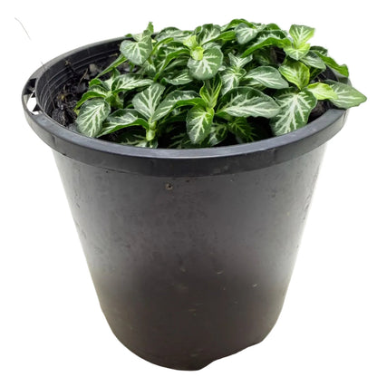 Fittonia Tiger – Colourful Indoor Foliage Plant 100mm Succulents World