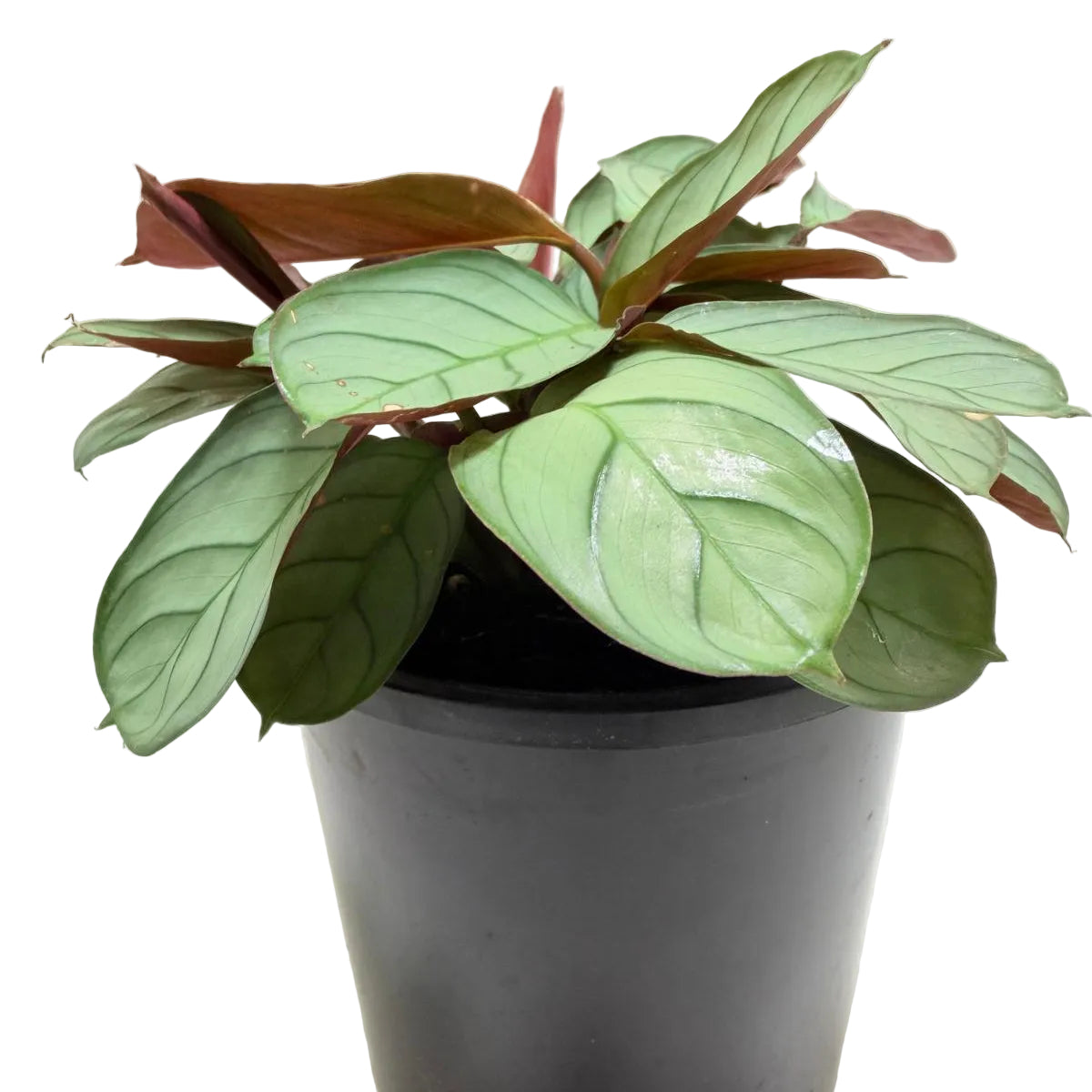 Ctenanthe 'Amagris' – Patterned Indoor Plant 100mm Succulents World