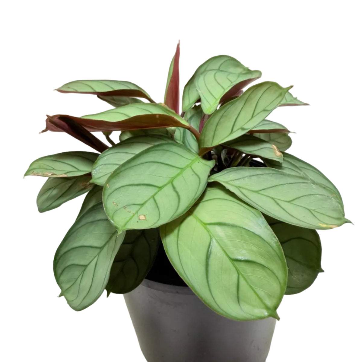 Ctenanthe 'Amagris' – Patterned Indoor Plant 100mm Succulents World