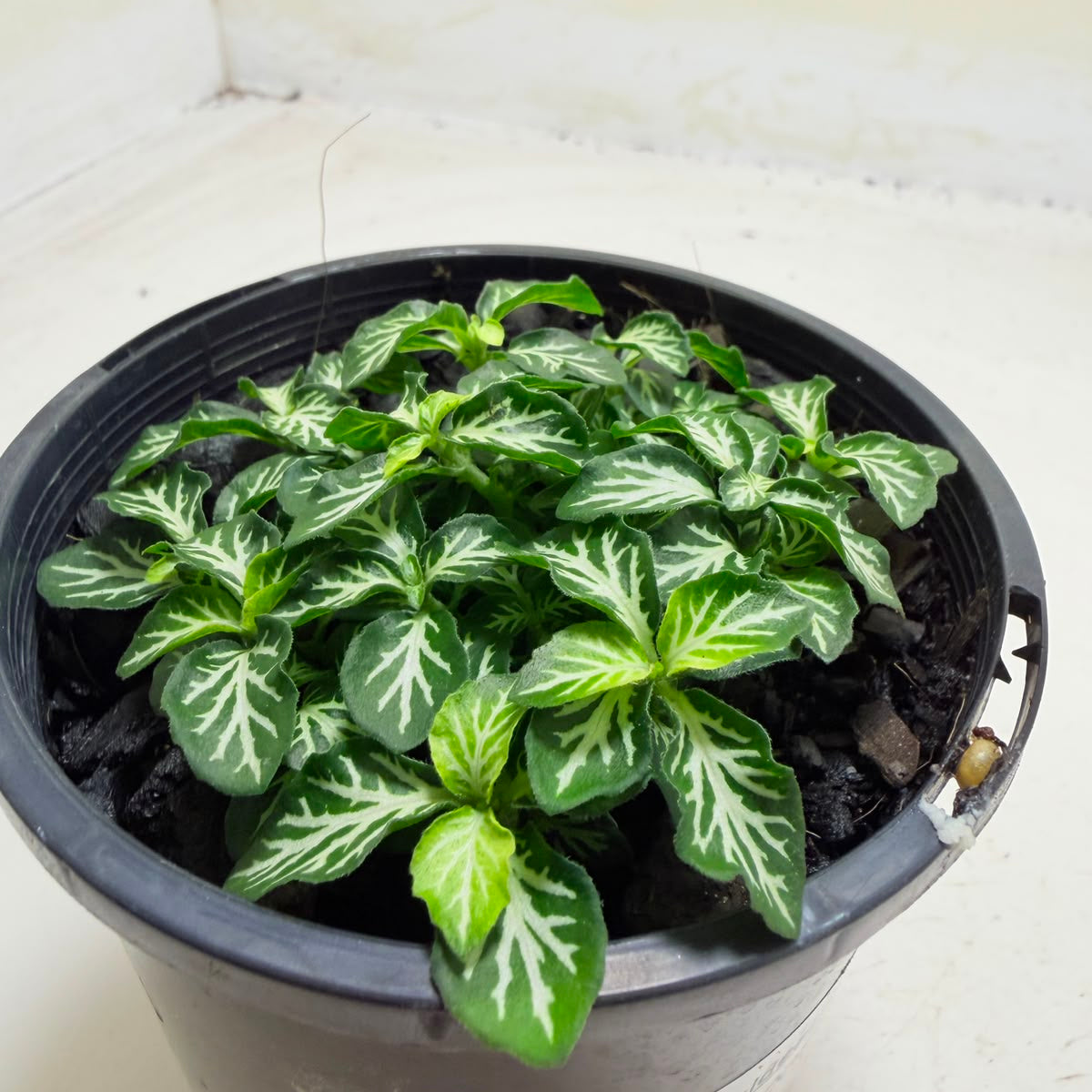Fittonia Tiger – Colourful Indoor Foliage Plant 100mm Succulents World