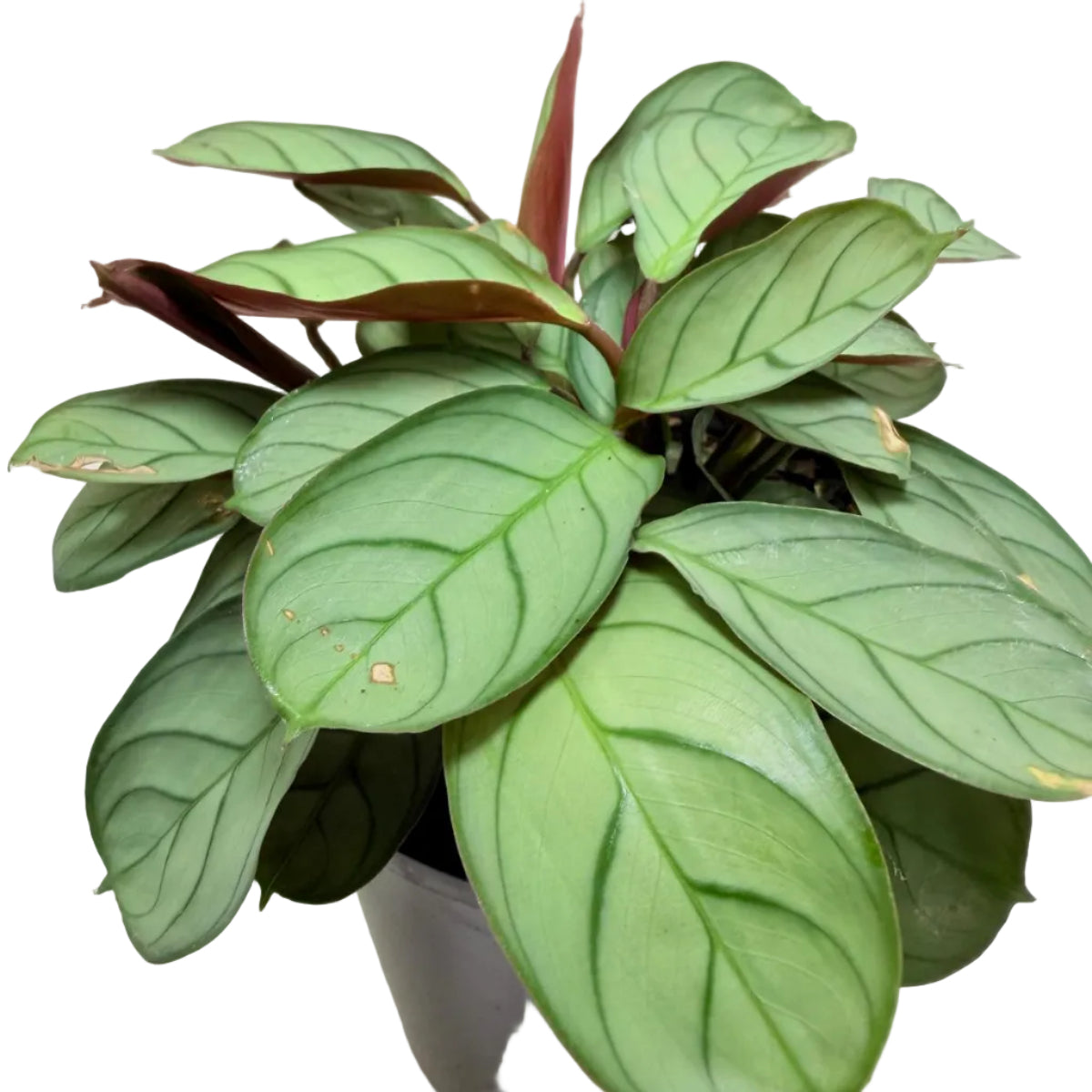 Ctenanthe 'Amagris' – Patterned Indoor Plant 100mm Succulents World