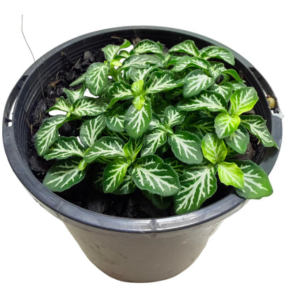 Fittonia Tiger – Colourful Indoor Foliage Plant 100mm Succulents World