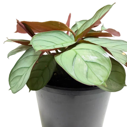 Ctenanthe 'Amagris' – Patterned Indoor Plant 100mm Succulents World