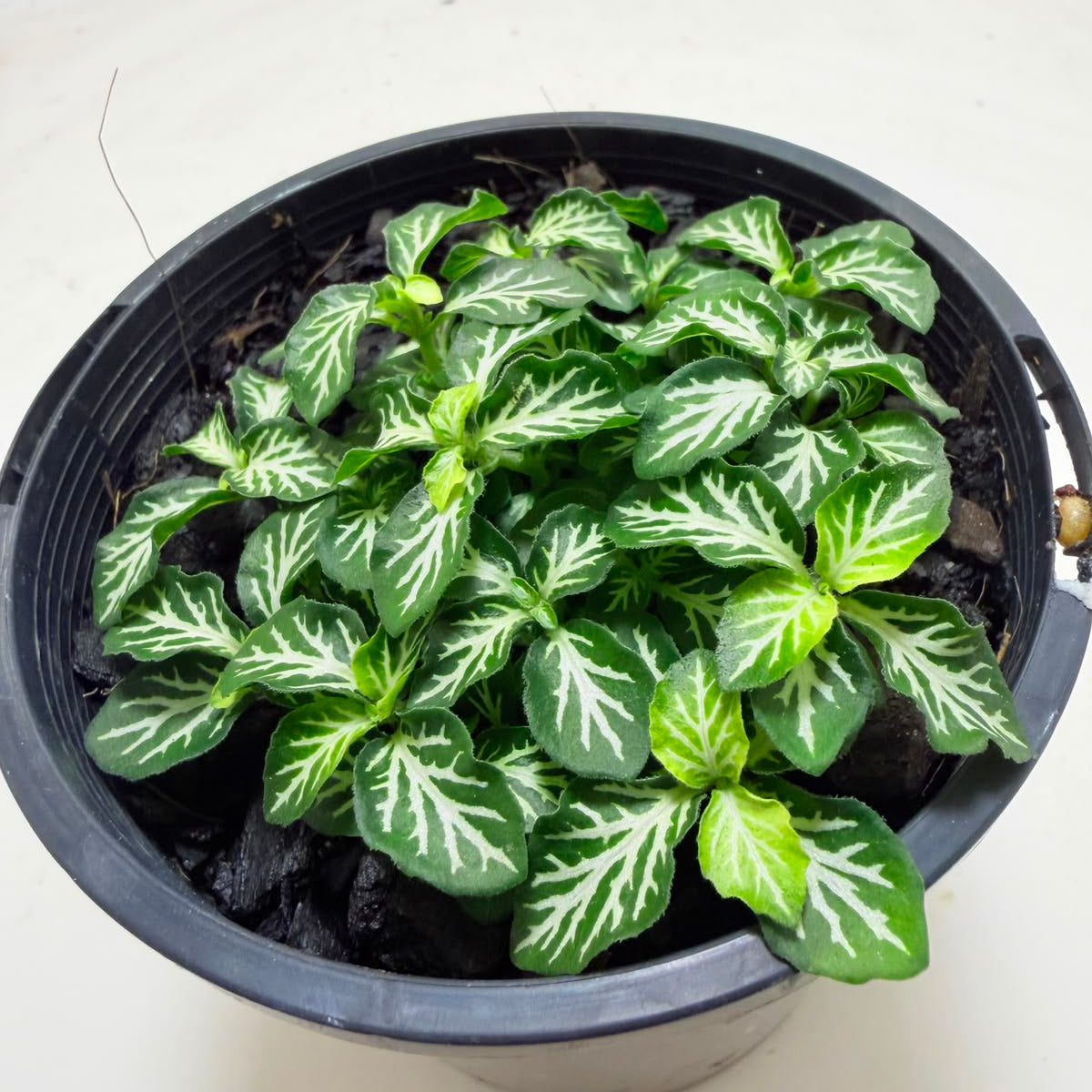 Fittonia Tiger – Colourful Indoor Foliage Plant 100mm Succulents World