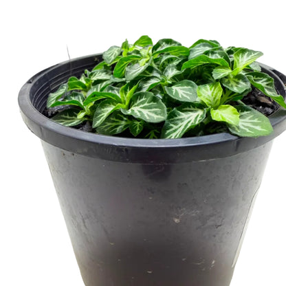 Fittonia Tiger – Colourful Indoor Foliage Plant 100mm Succulents World